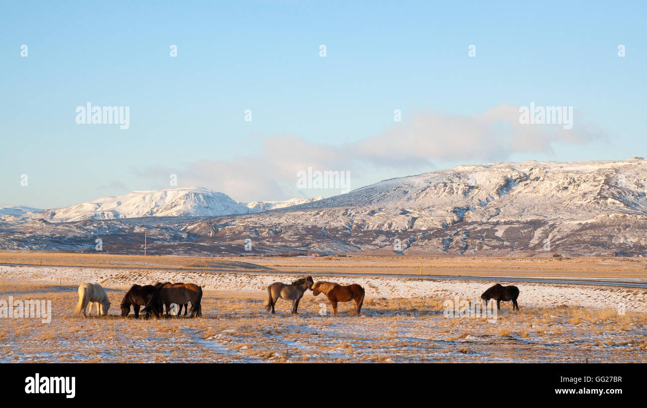 Caballos islandeses en Islandia durante el invierno Foto de stock