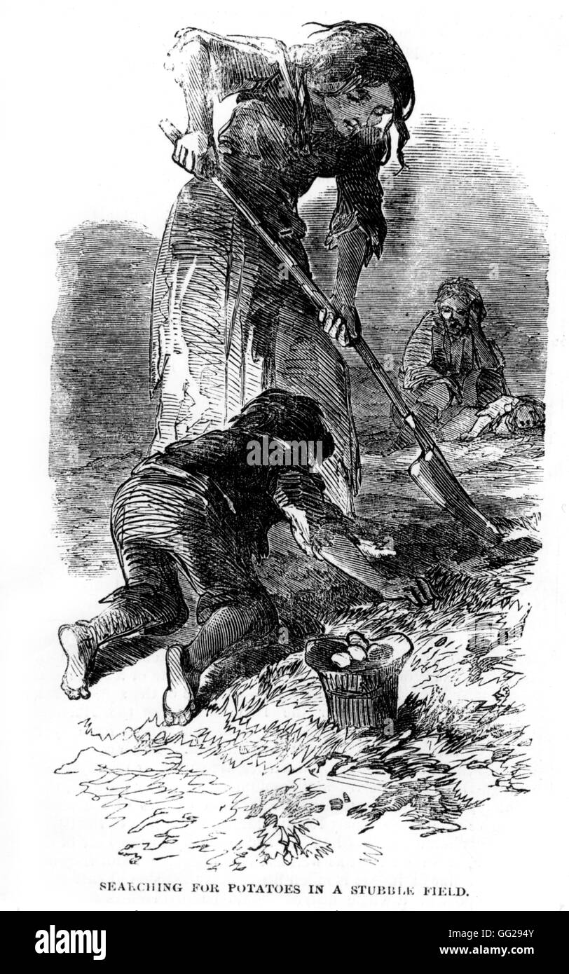 Condiciones sociales: el hambre y la miseria. A la caza de las patatas en un campo durante la Gran Hambruna. En "Illustrated London News" de 1849 Irlanda Foto de stock
