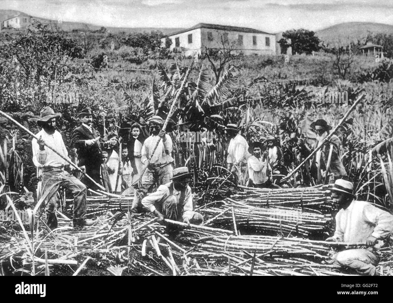 Madeira, plantación de caña de azúcar 1900 Portugal Foto de stock