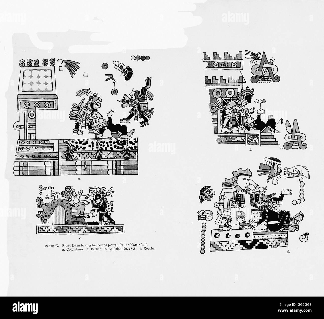 Zouche nuttall fotografías e imágenes de alta resolución Alamy