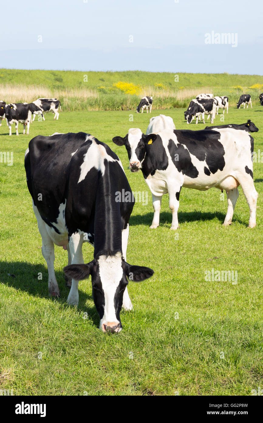 Blanco y negro Holstein vacas frisón Foto de stock