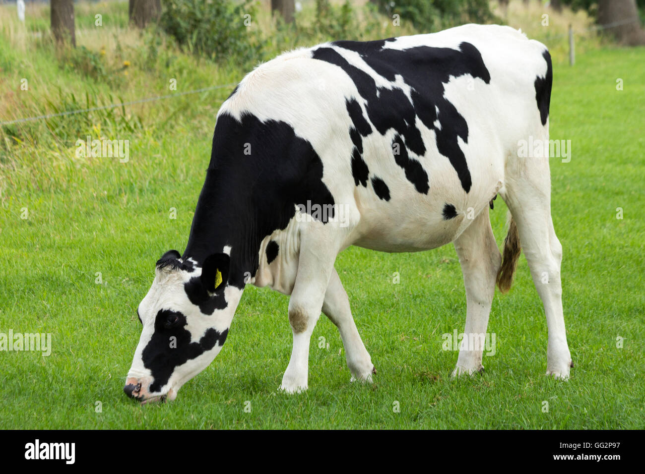 Blanco y negro vaca frisona Holstein Foto de stock