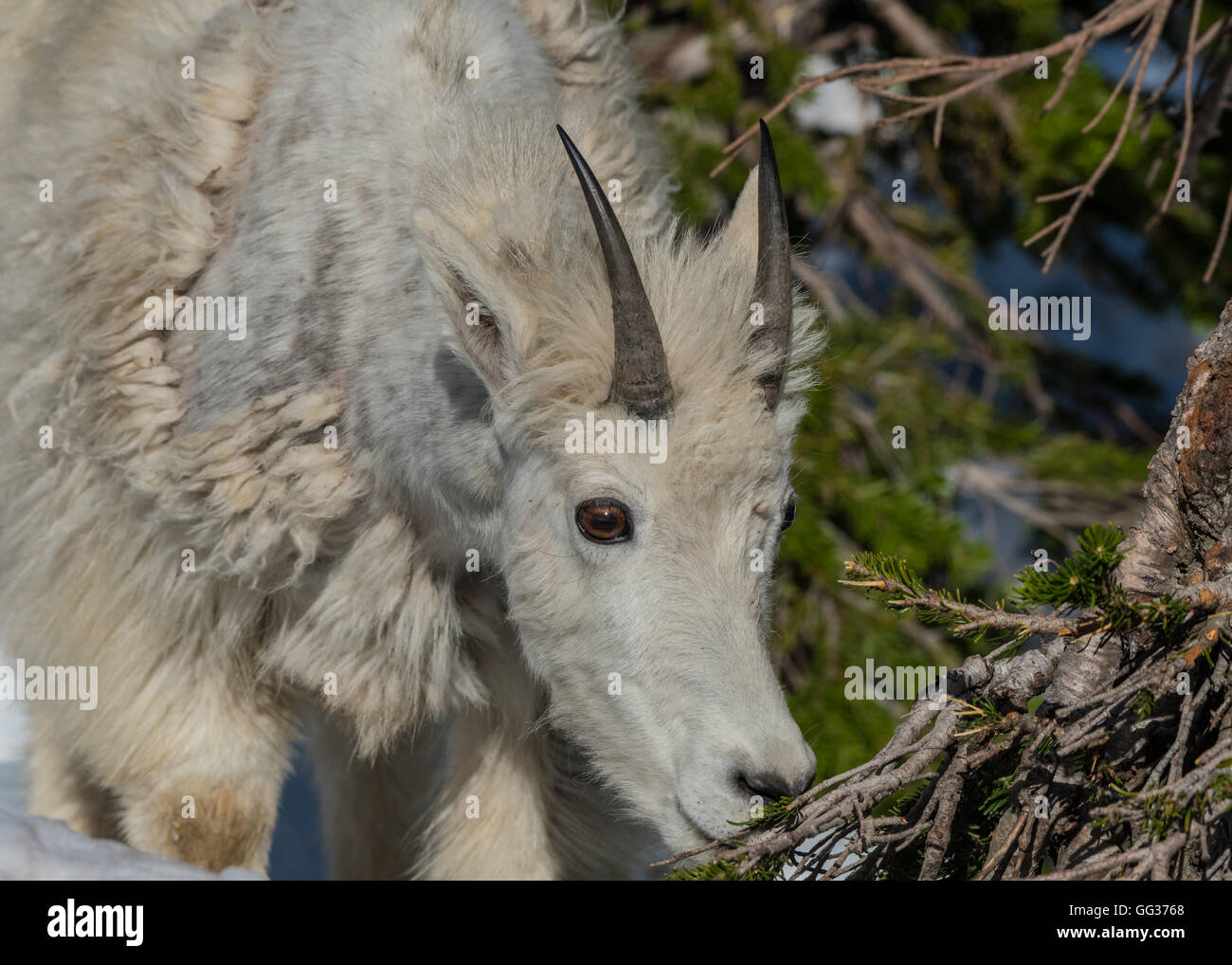 Ojos de cabra de montaña joven rama de pino para la merienda a comienzos del verano en Montana Foto de stock