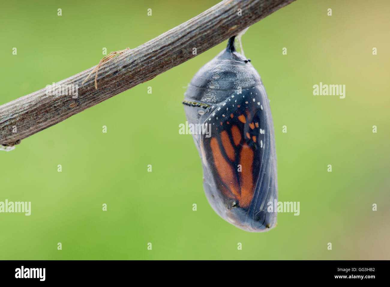 Butterfly pupa fotografías e imágenes de alta resolución - Alamy