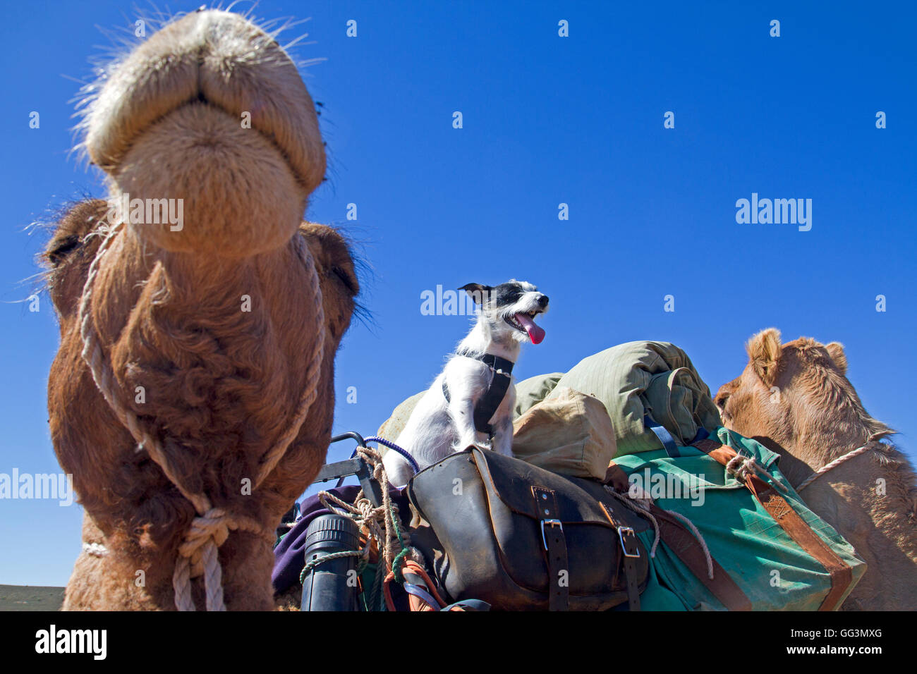 Camello y perro Foto de stock