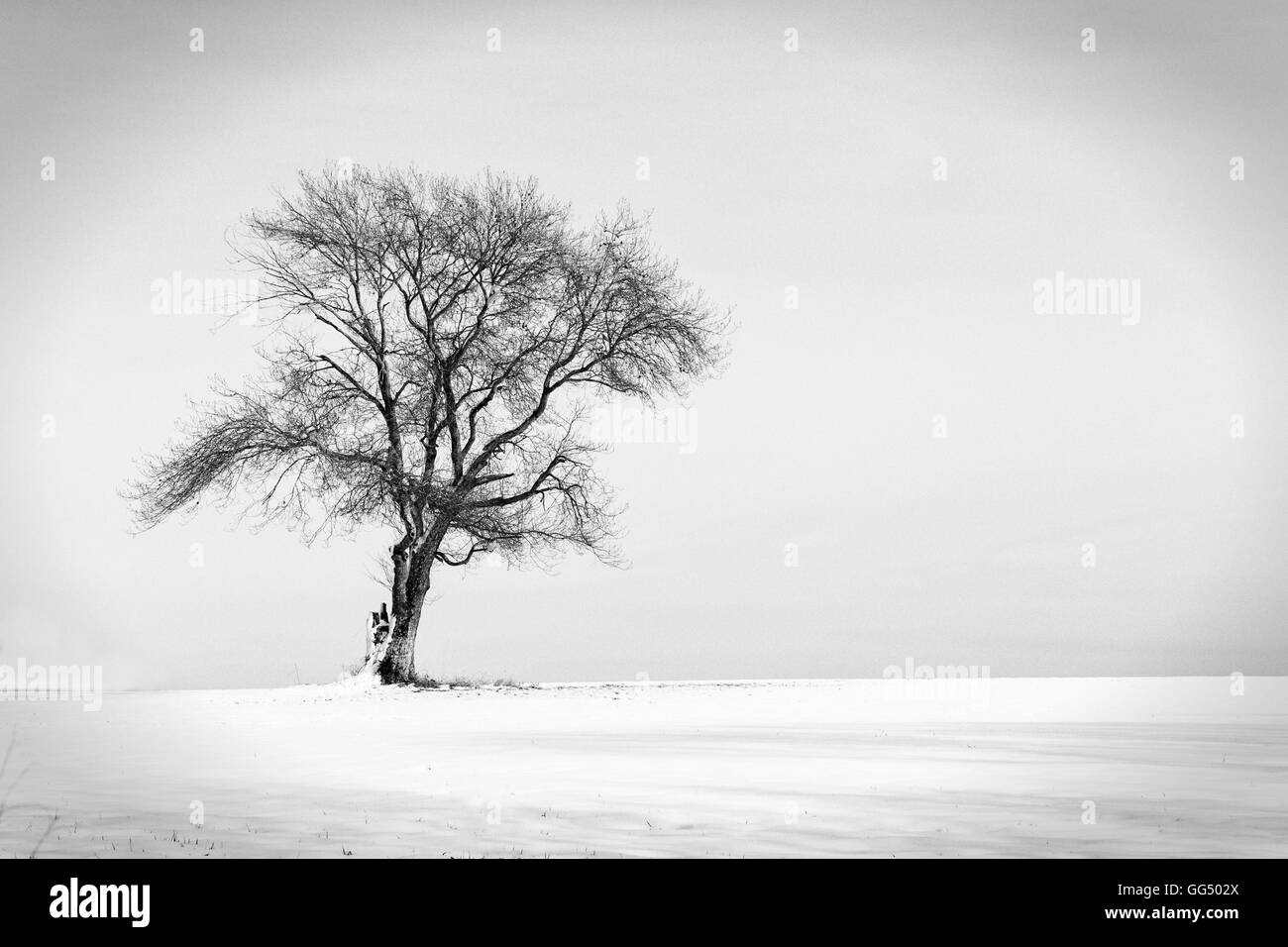 El solitario árbol Foto de stock