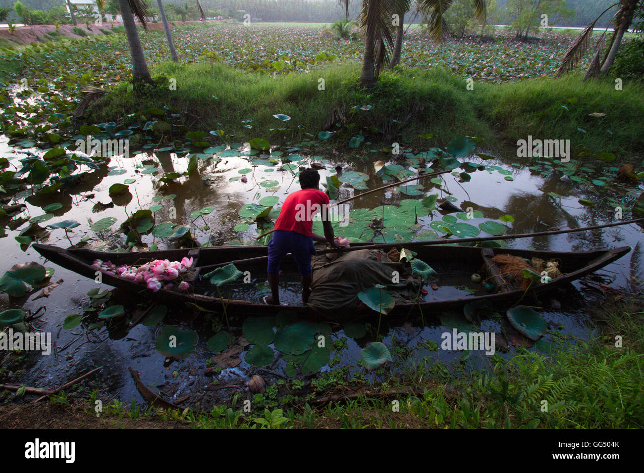 Escena de agricultura vellayani Lotus Lake, thiruvananthapuram, Kerala Foto de stock