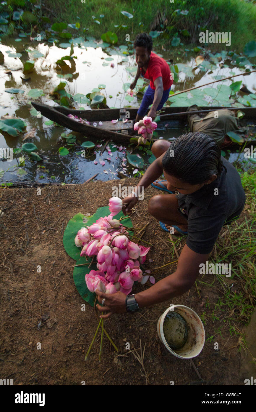 Escena de agricultura vellayani Lotus Lake, thiruvananthapuram, Kerala Foto de stock