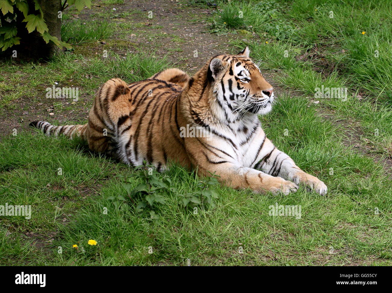 Macho maduro Amur o siberiano tigre (Panthera tigris altaica) Foto de stock