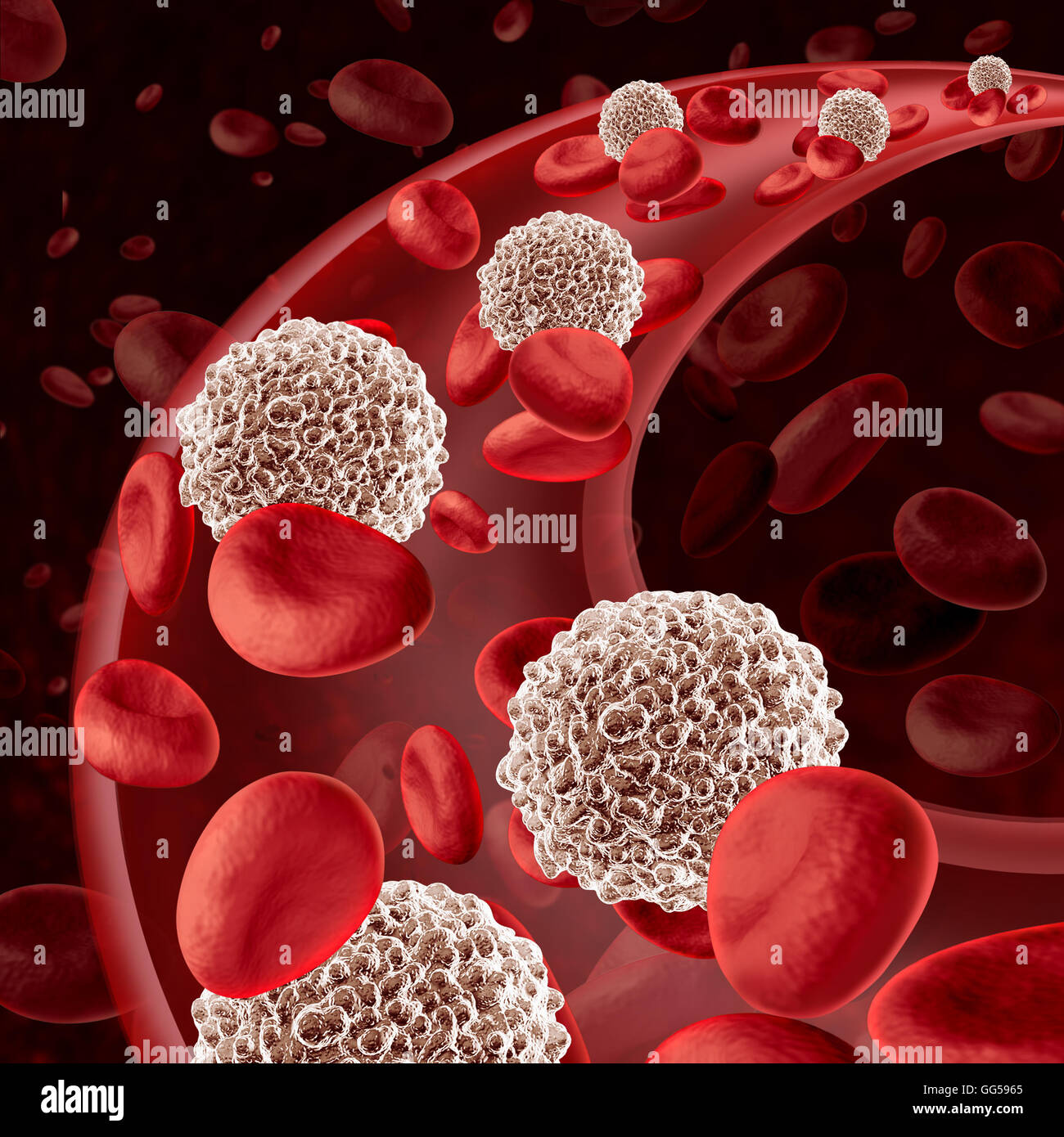 La circulación de células blancas de la sangre que fluye a través de la Microbiología como un símbolo de defensa del sistema inmunológico humano combatir las infecciones defender y proteger el cuerpo humano de las enfermedades infecciosas como una ilustración 3D. Foto de stock