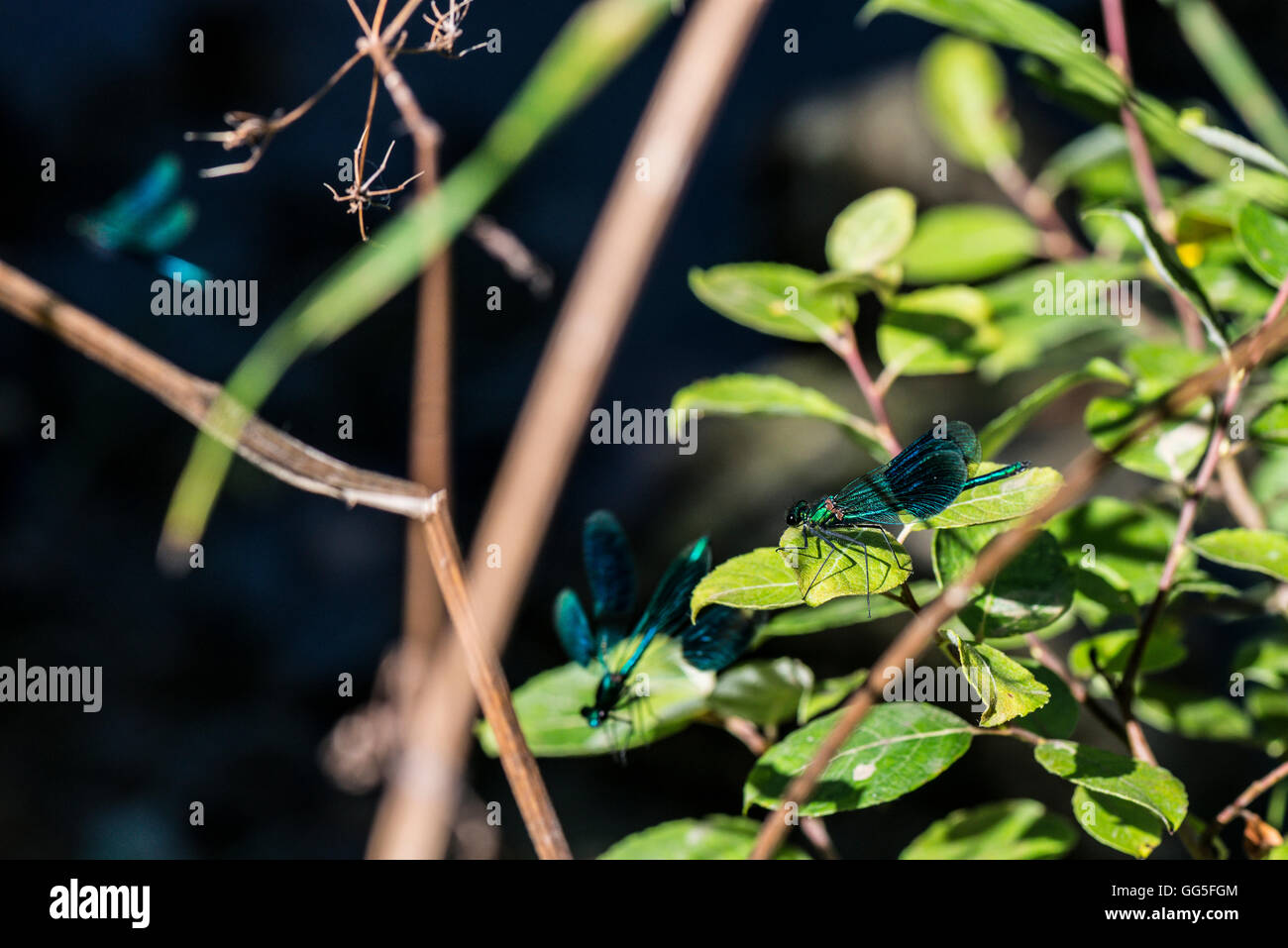 Bandas masculinas (damselflies demoiselle Calopteryx splendens) Foto de stock