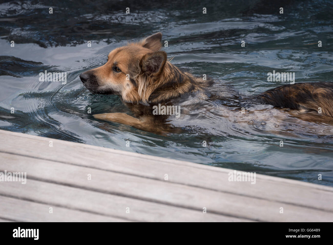 Perro nadar en piscina Foto de stock