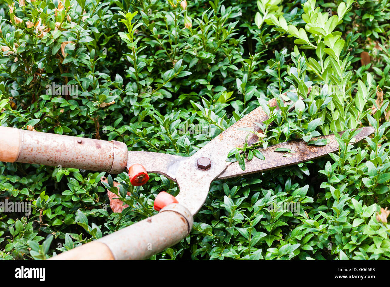 flojo defensa Miserable Podar los arbustos de boj por jardín pruners en día de verano Fotografía de  stock - Alamy