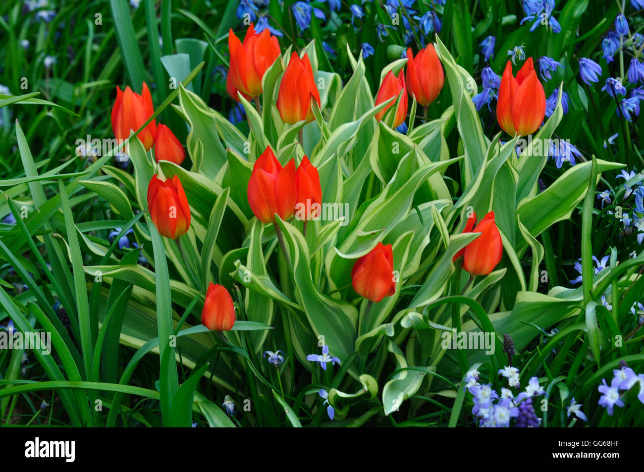 Un Ramo de tulipanes rojos en un jardín UK Foto de stock
