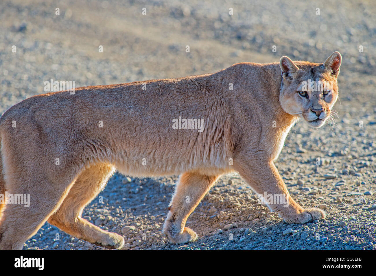 El puma (Puma concolor) (wild puma), Patagonia, Chile, Sudamérica  Fotografía de stock - Alamy