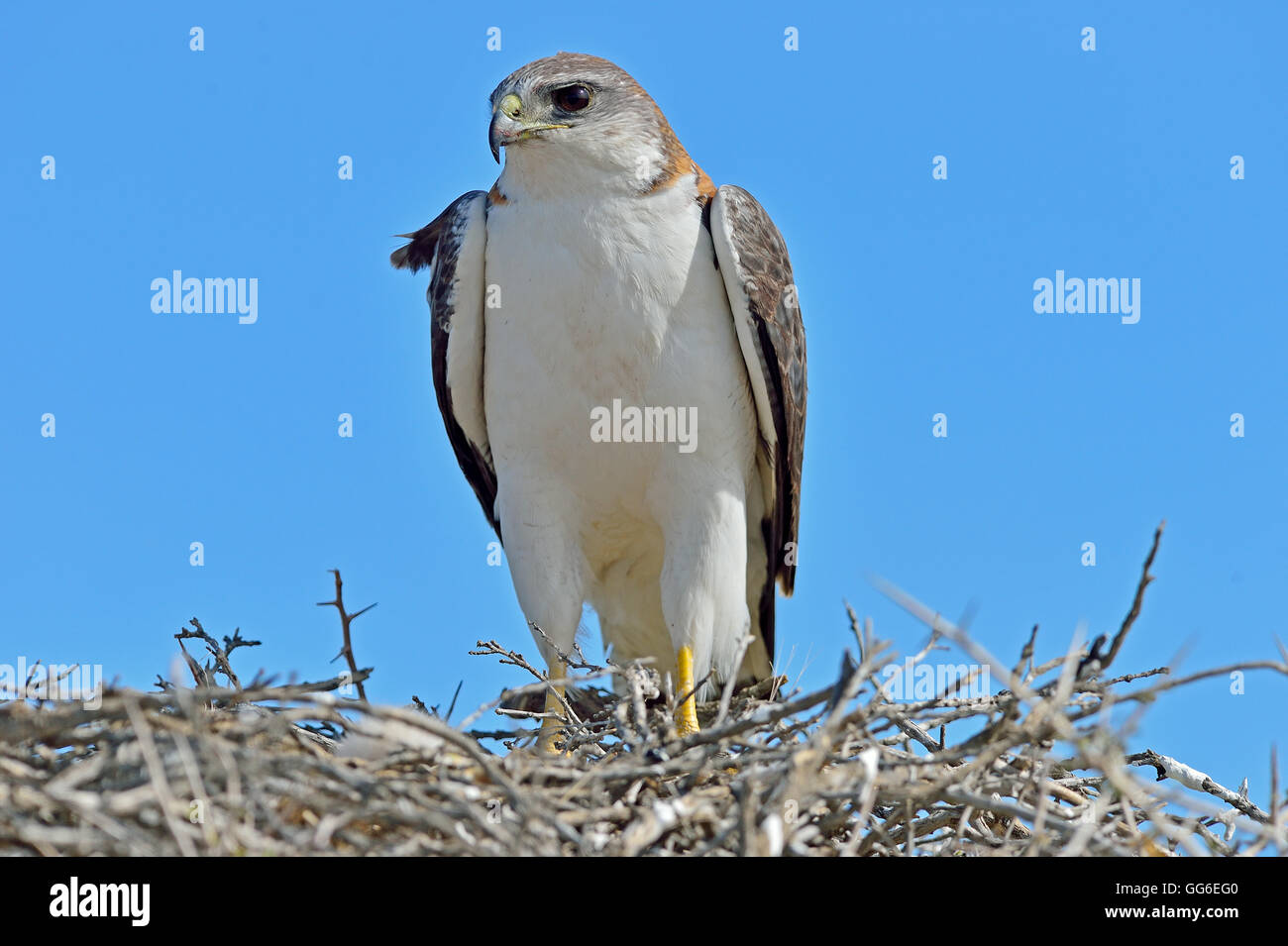 Rojo respaldado hawk (Buteo polyosoma) con su chica en el nido, Península Valdés, Patagonia Argentina, Sudamérica Foto de stock