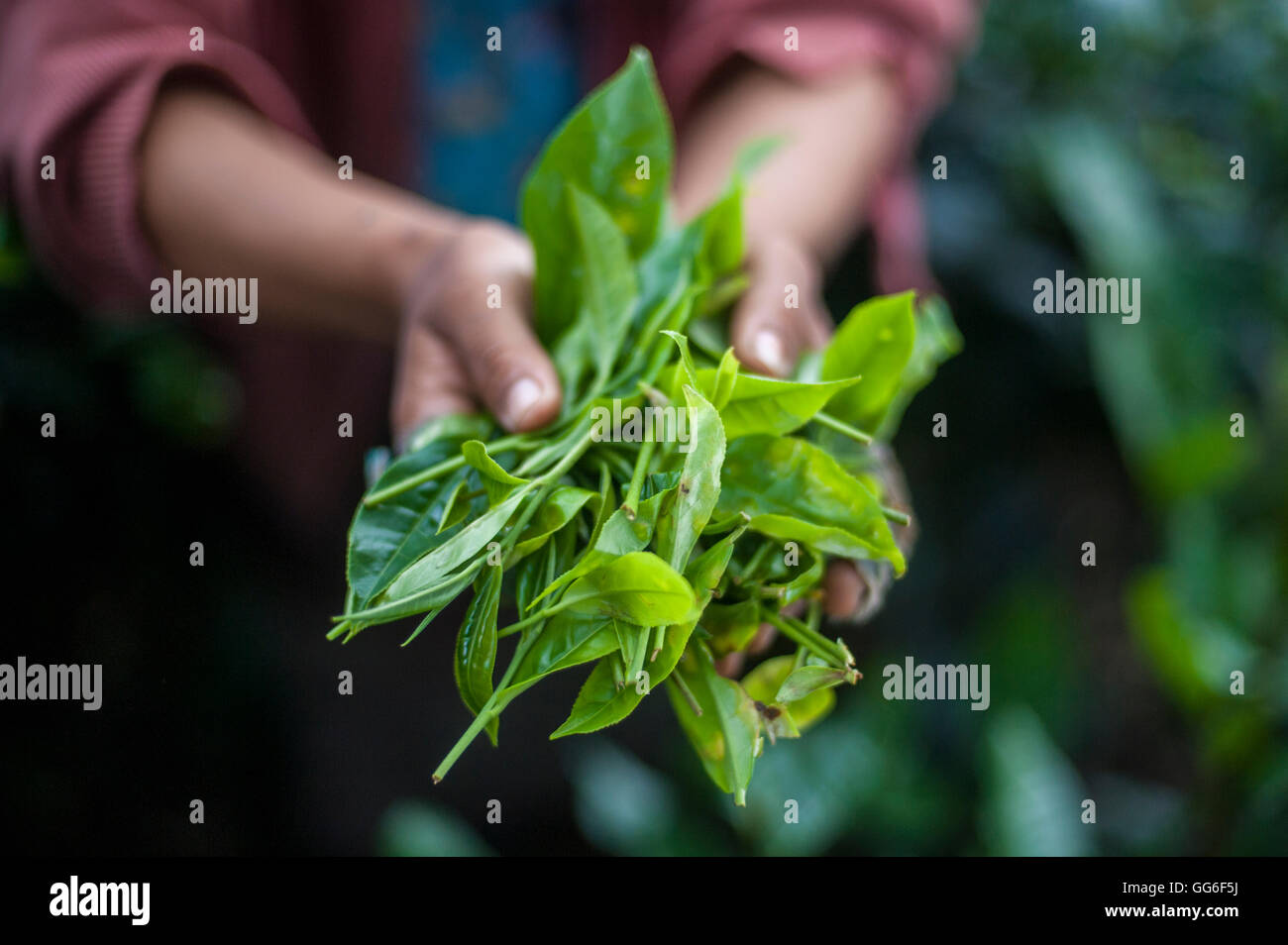 Una niña recoge las hojas de té en el estado de Meghalaya, en la India nororiental, India, Asia Foto de stock
