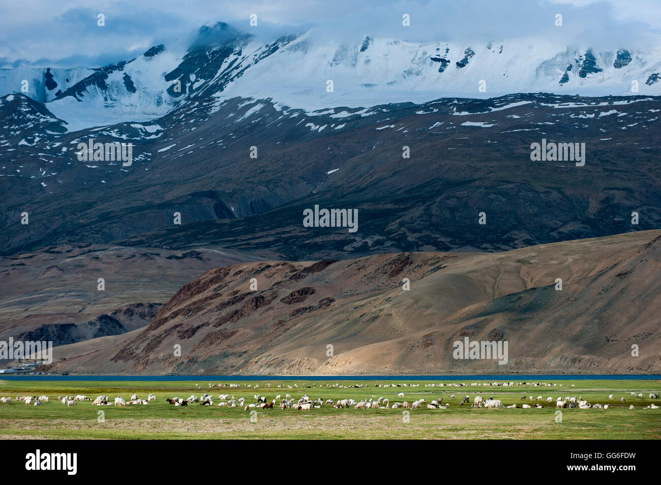 Las cabras en la remota región del Himalaya de Ladakh cerca de TSO Moriri, Ladakh, India, Asia Foto de stock