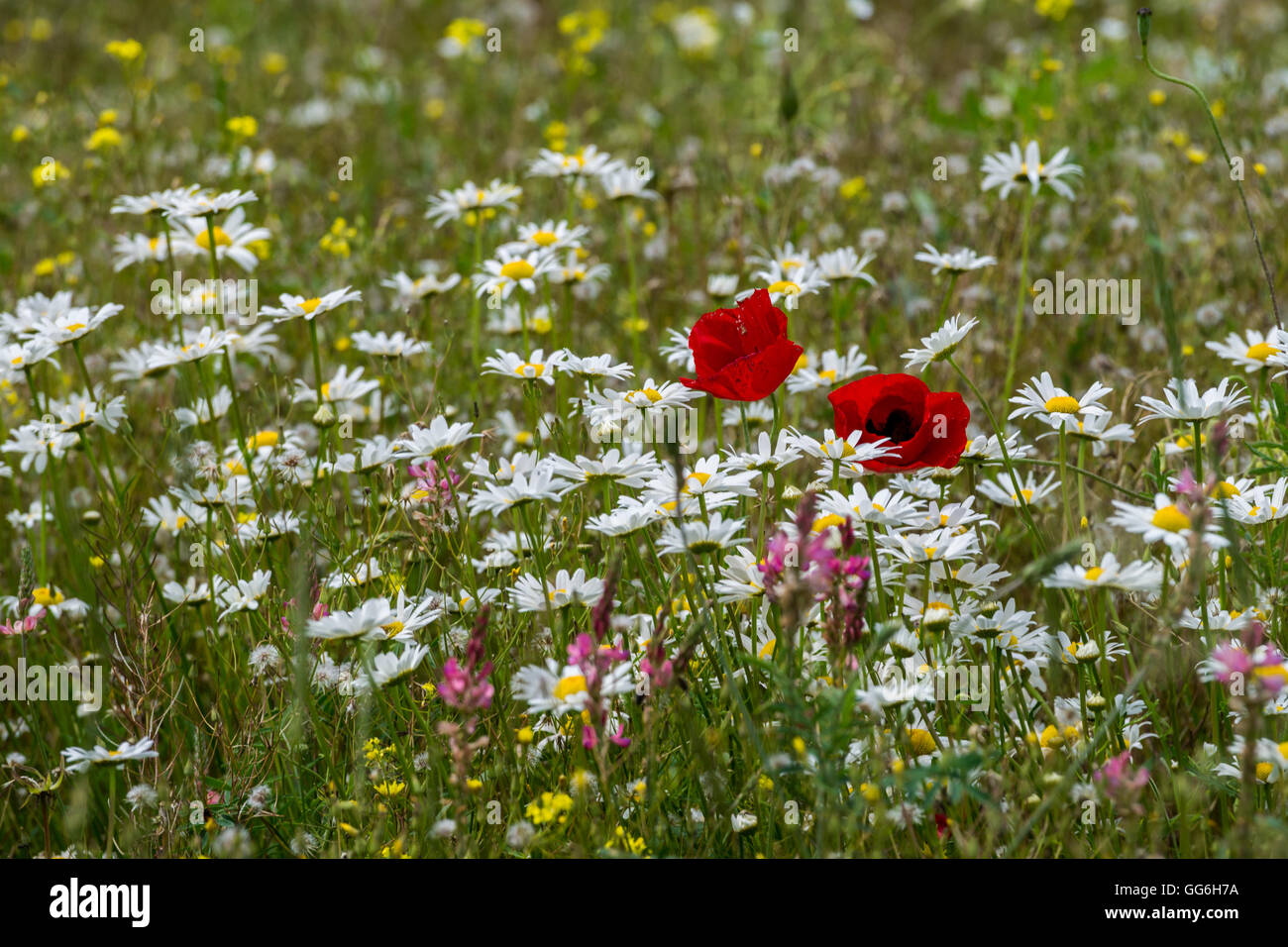 Campo con flores silvestres en Lori provincia de Armenia Foto de stock