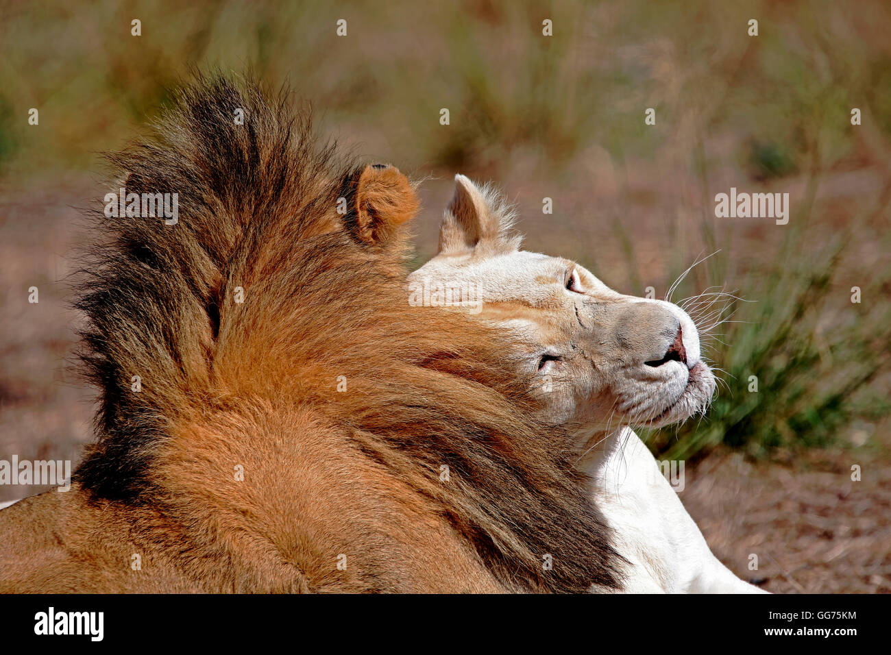 Una leona blanca (Panthera leo) cabeza contra un león macho al Drakenstein Lion Park, Paarl, Western Cape, Sudáfrica Foto de stock