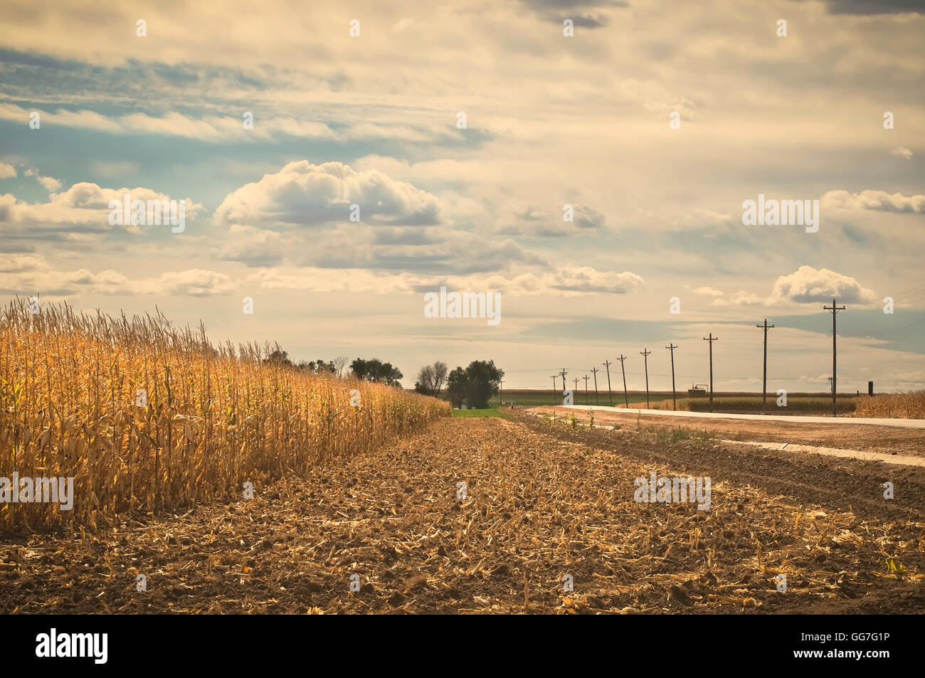 La primera pasada de la picadora para la cosecha de un cultivo de maíz en el este de Colorado, Estados Unidos. Retro buscar instagram. Foto de stock