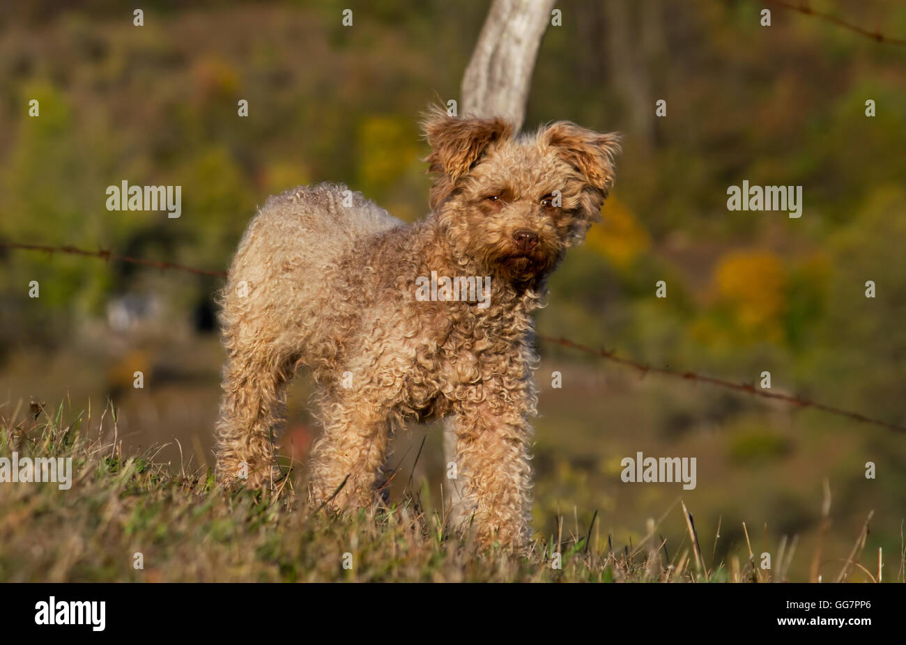 Pumi perro también conocido como el húngaro arrear terrier Fotografía de  stock - Alamy