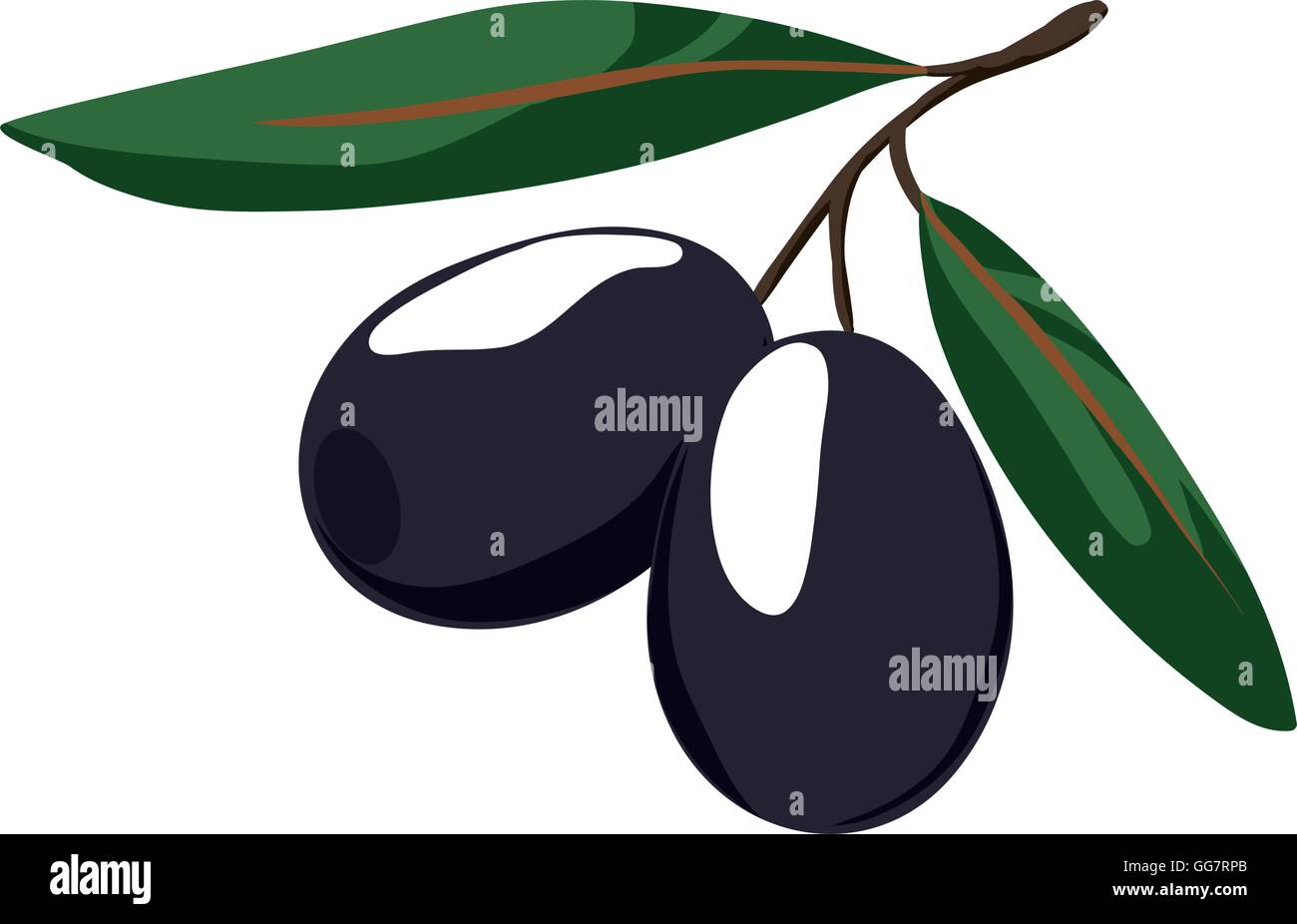 Hoja de olivo alimentos saludables en el mercado de alimentos orgánicos icono. Gráfico vectorial