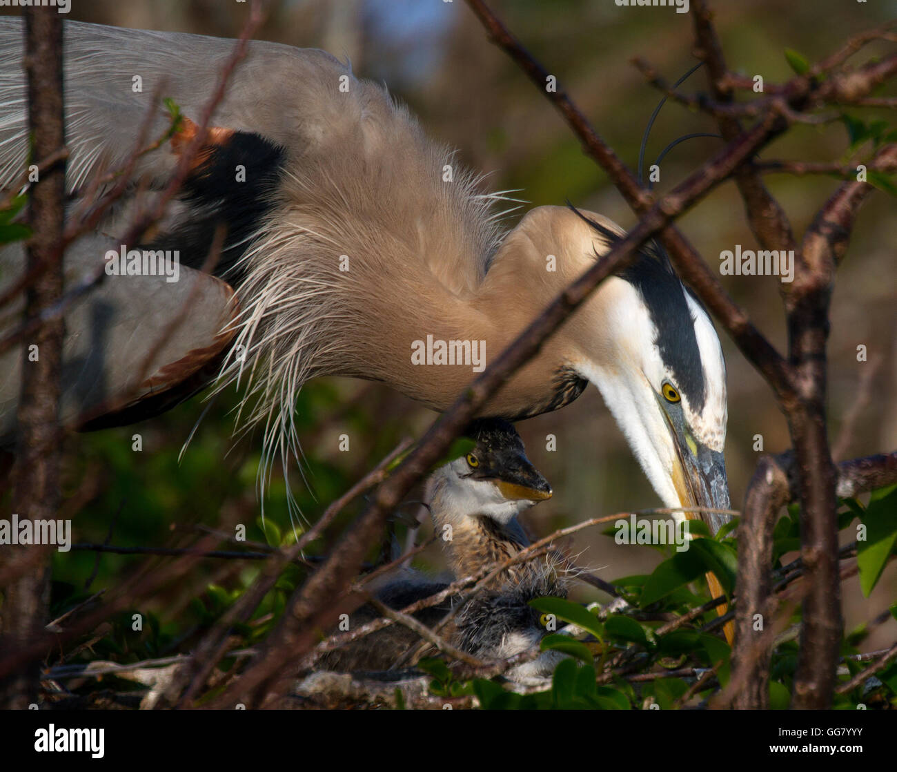 Great Blue Heron materna limpieza con dos polluelos bajo su protección. Foto de stock