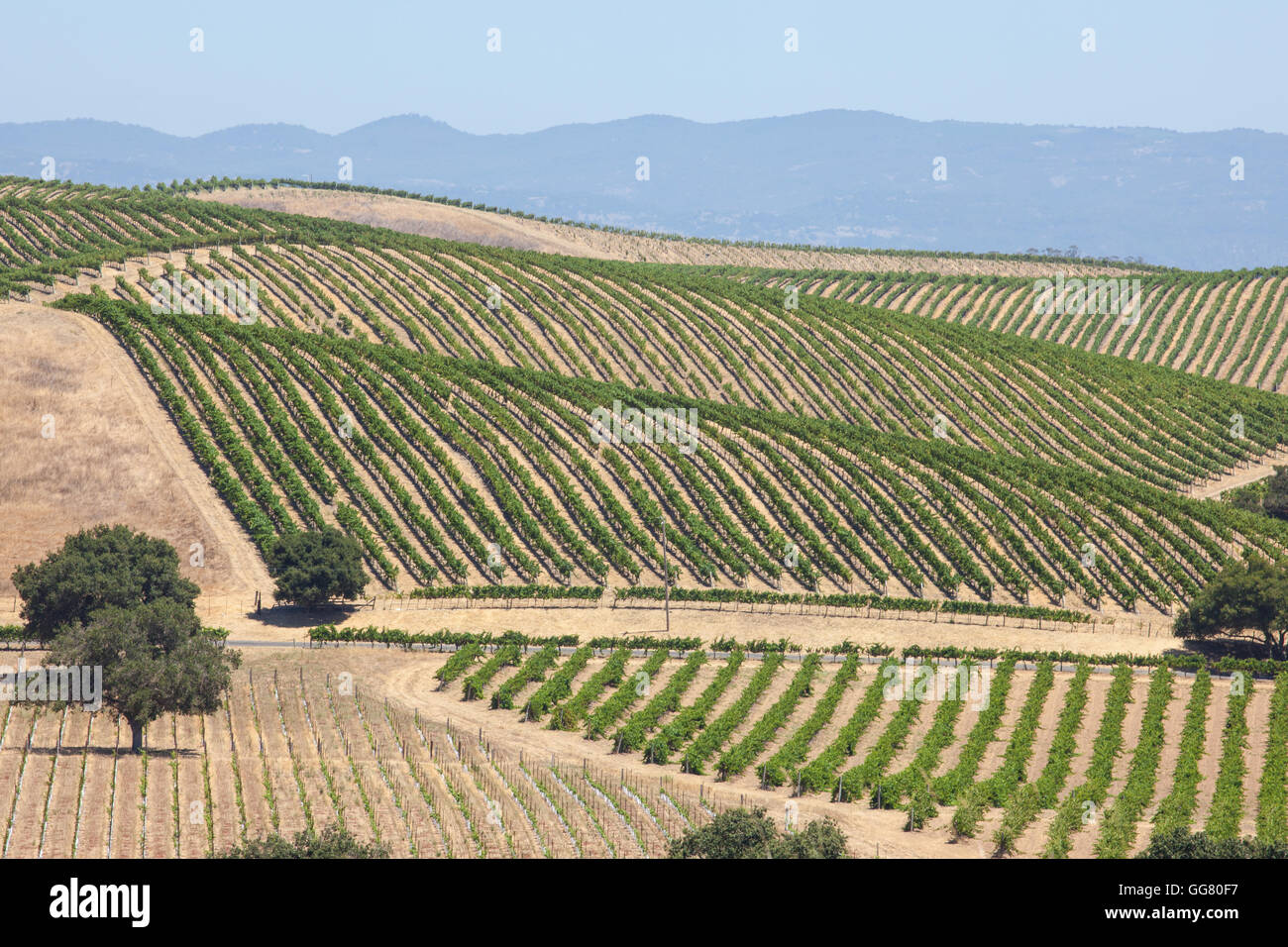 Vista desde la artesa Vineyards & Winery, los viñedos de Napa Valley resumen Foto de stock