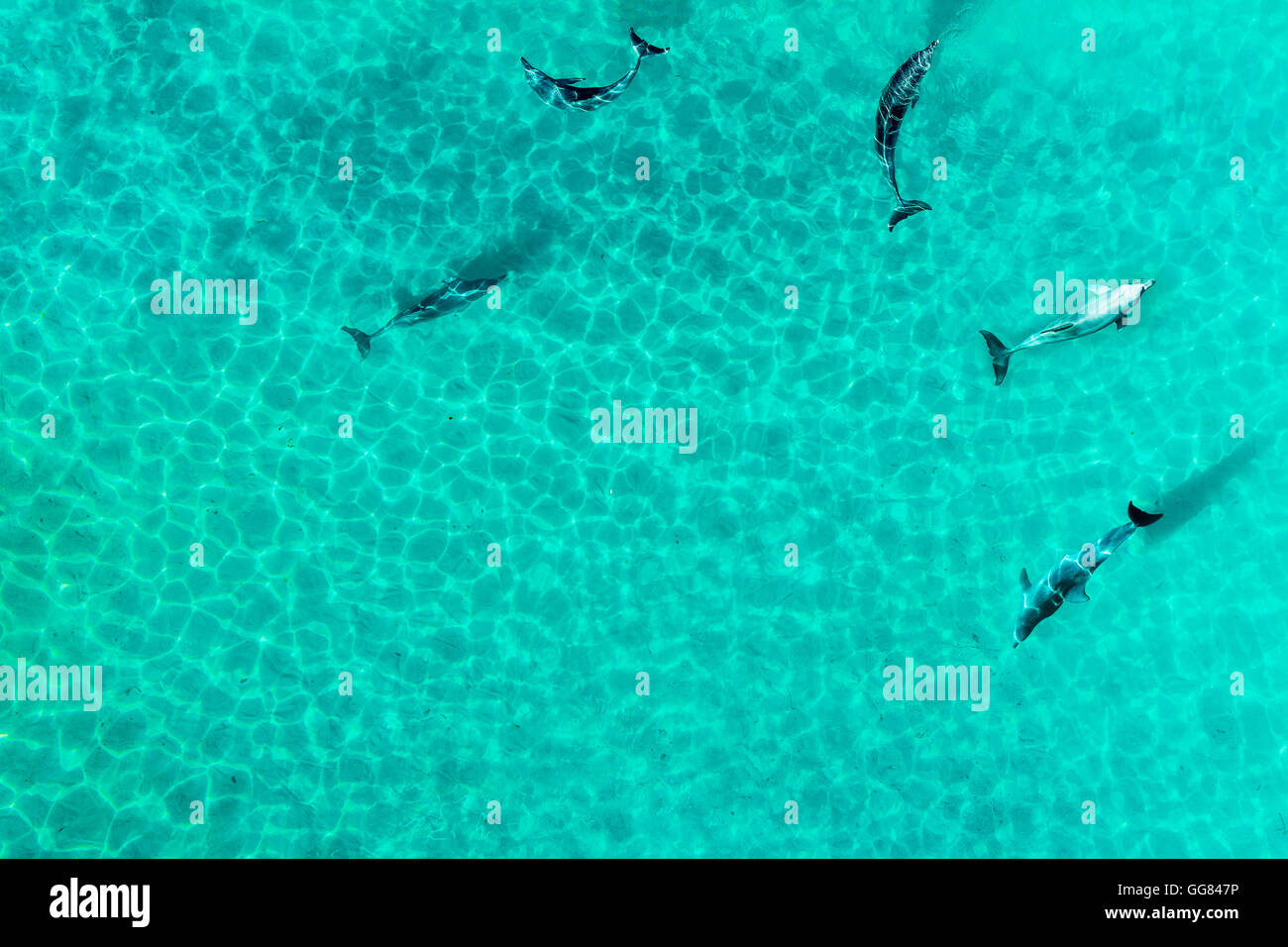 Vista aérea del grupo de delfines en una laguna tropical Foto de stock