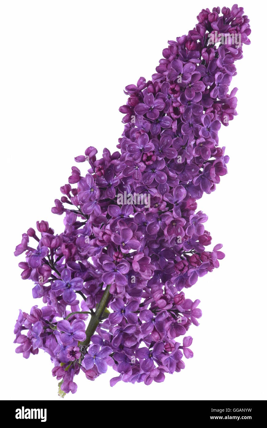 Violeta, lila flores aisladas sobre fondo blanco. Foto de stock