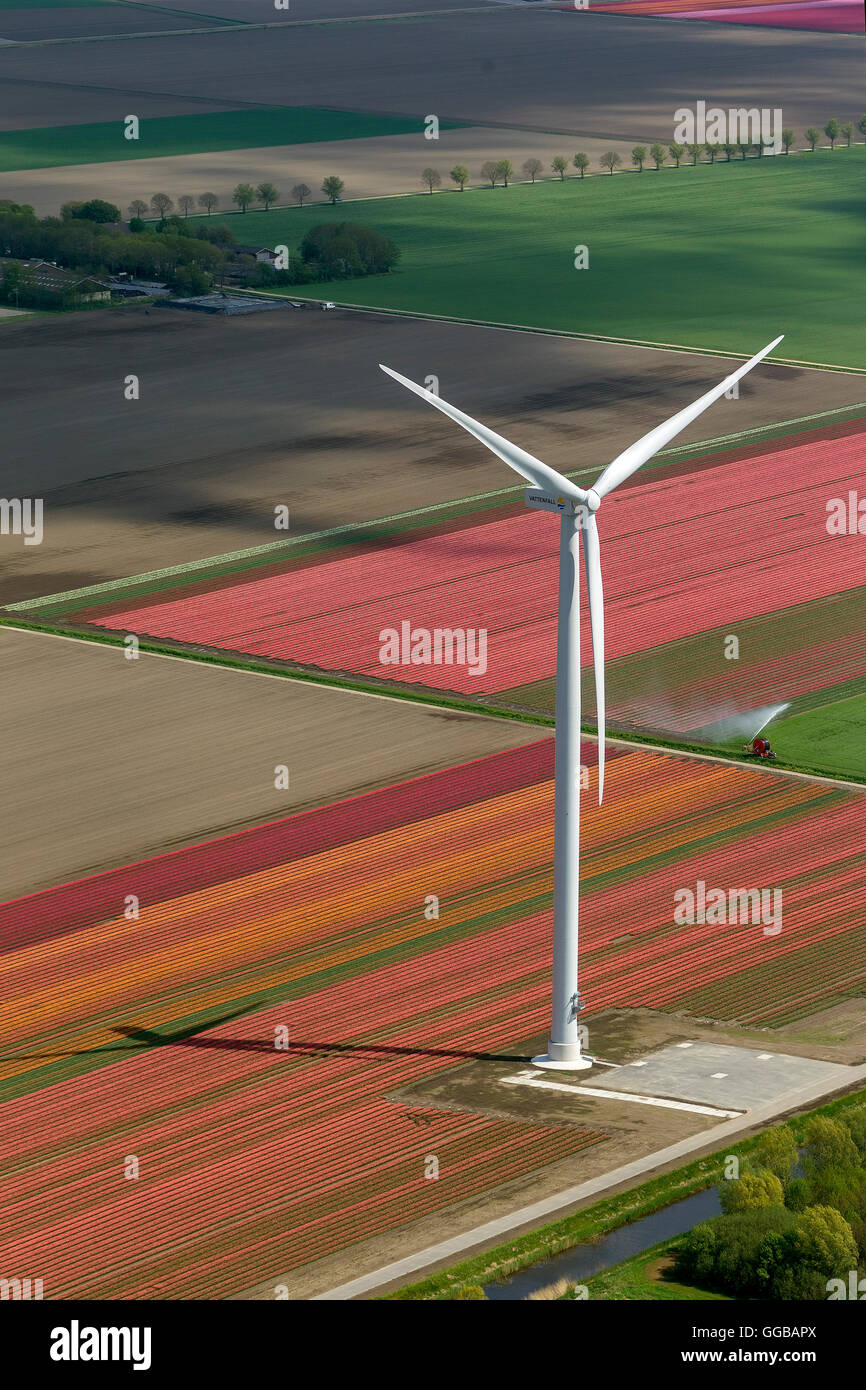Vista aérea, turbinas eólicas, energía eólica, campos de tulipanes, agricultura, coloridos campos de tulipanes, tulipanes (lat.Tulipa), flores ornamentales Foto de stock