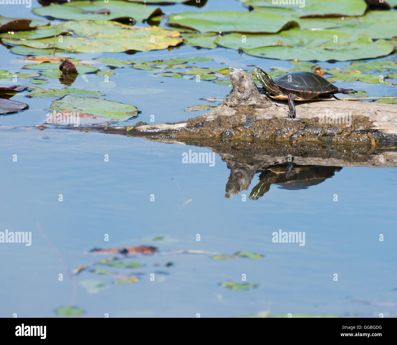 Una tortuga pintada encaramado sobre un registro en un pantano. Foto de stock