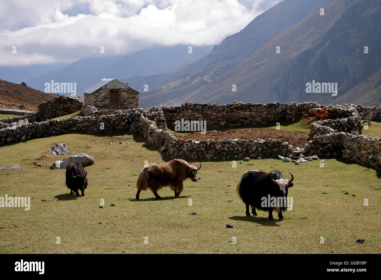 Los yaks en roca en padock Lungdlen Foto de stock
