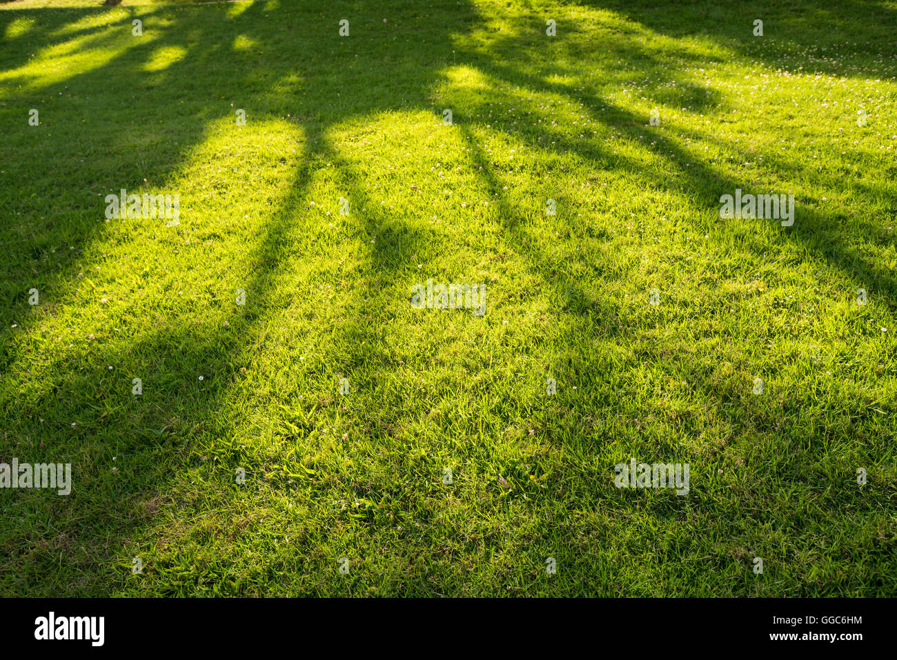 Sombra de árbol de corta hierba verde en primavera Foto de stock