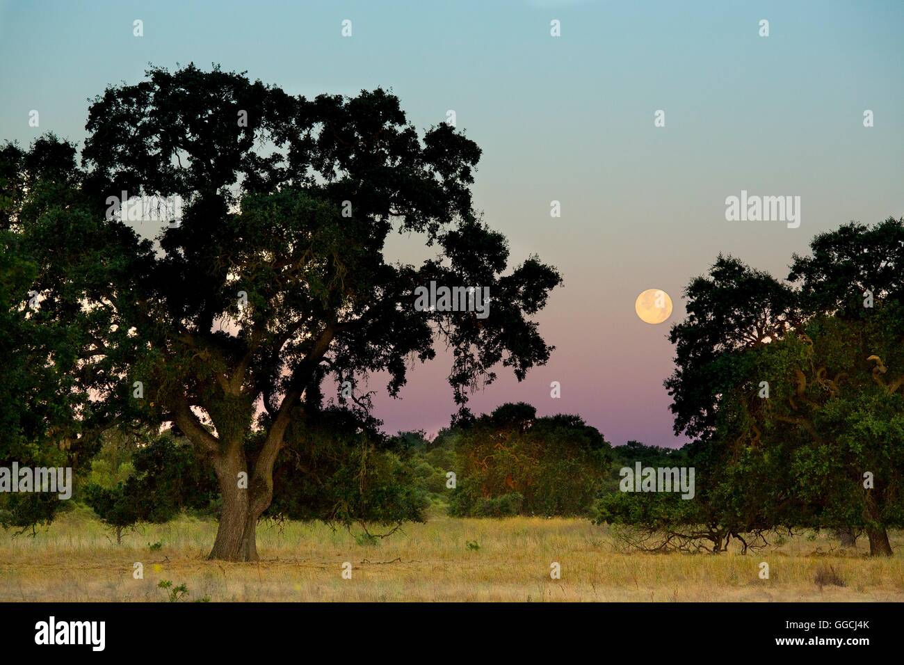 Luna sobre el río Cosumnes Conservar en el corazón del Valle Central Californias cerca de Sacramento, California. La reserva es hogar de Californias valle más grande remanente de bosque ripario de roble, y es una de las pocas áreas de hábitat de humedales protegidos en el estado. Foto de stock