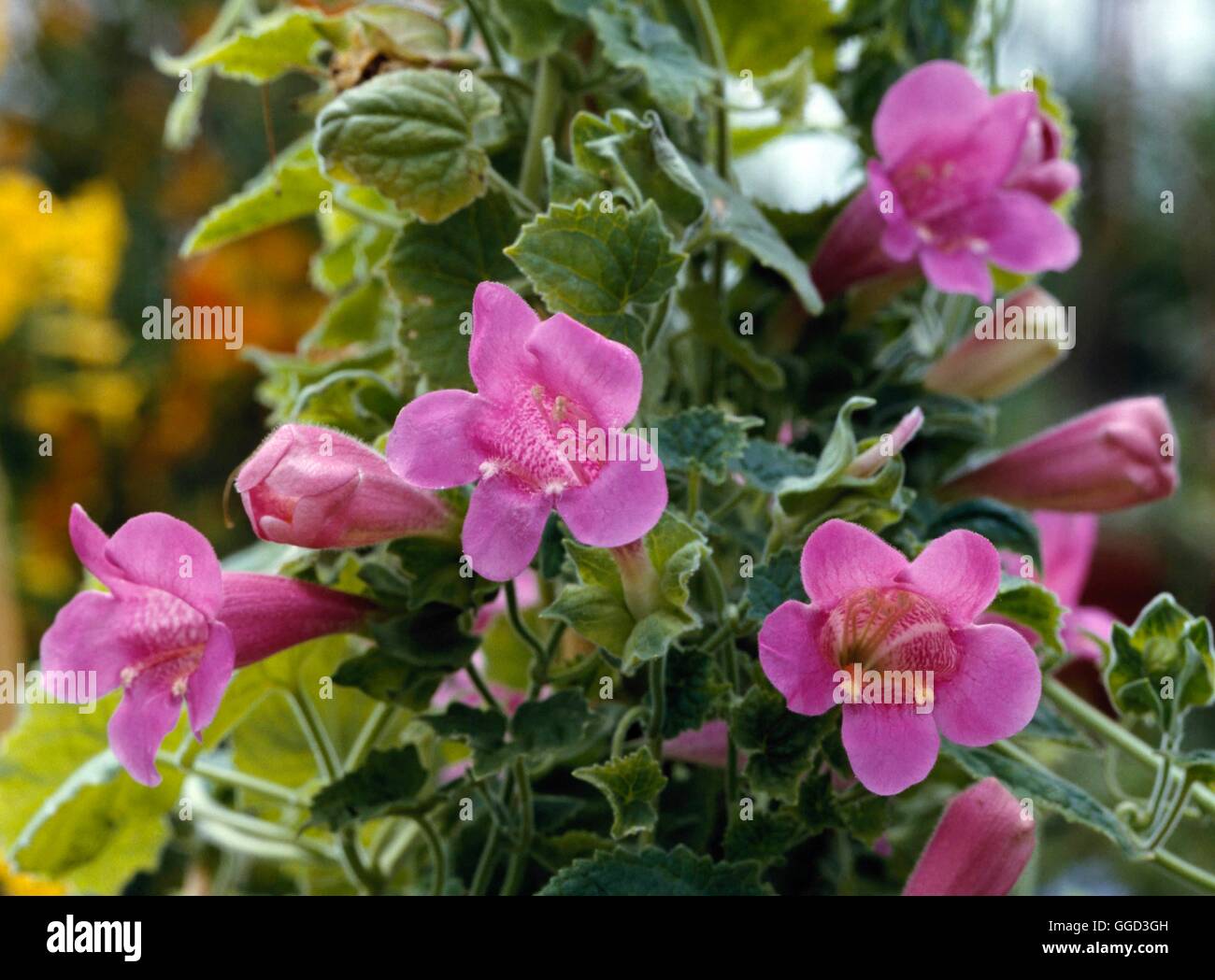Gloxinia rosa fotografías e imágenes de alta resolución - Alamy