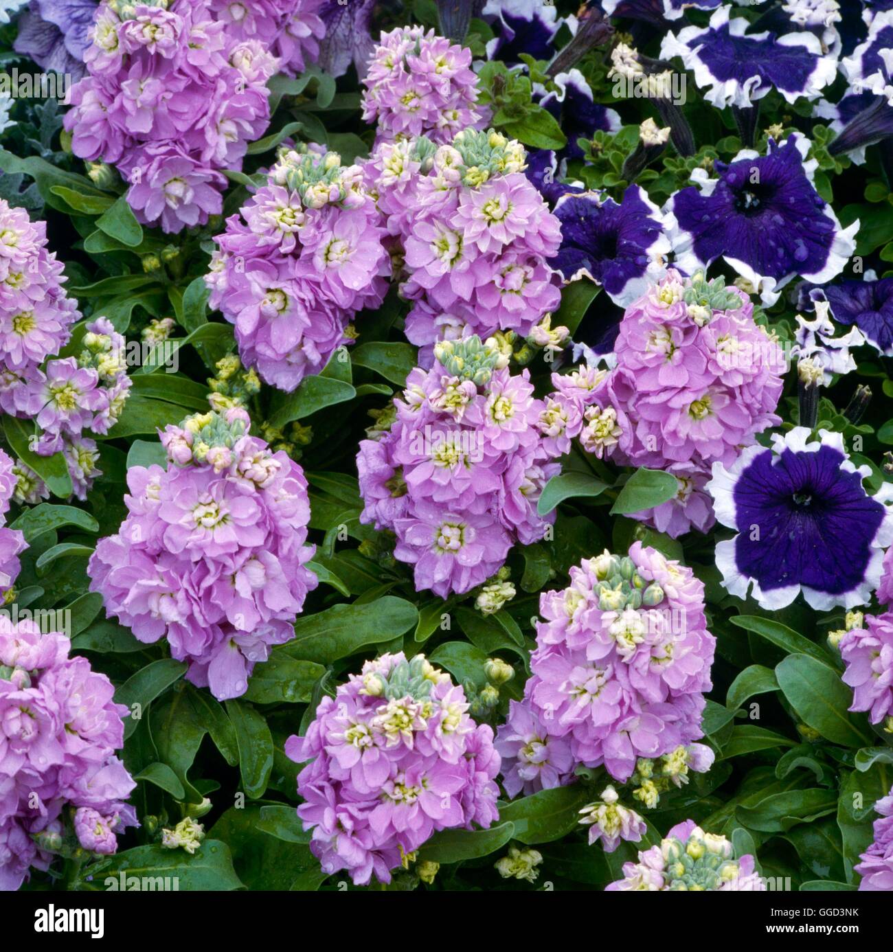 Existencias - 'La cenicienta' de color malva- - (Matthiola incana) (Principios de floración/enano/doble) ANN052790 Pho Foto de stock