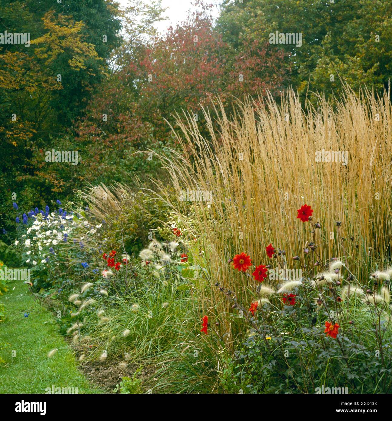 Jardín de otoño - en octubre con hierbas ornamentales y Dalias AUB047001 / Foto de stock