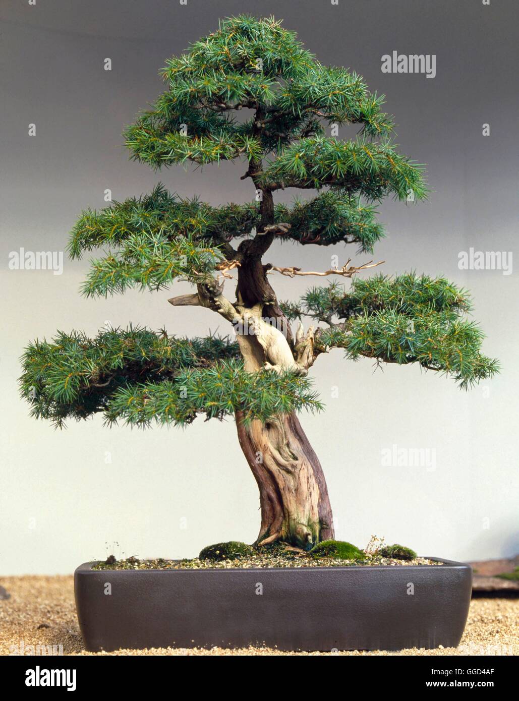 Bonsai - Juniperus rigida - (más de 100 años) BON026872 Foto de stock
