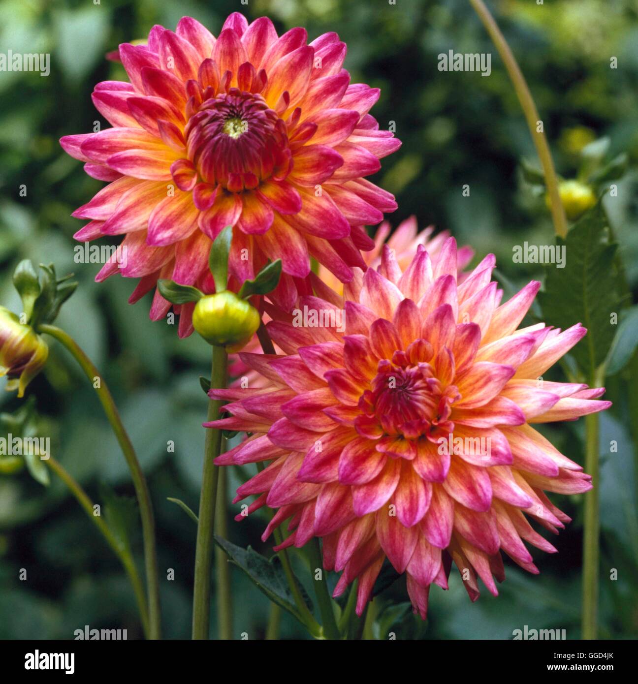 Dalia, 'En el pasado'-- (Semi-cactus) BUL021125 Foto de stock