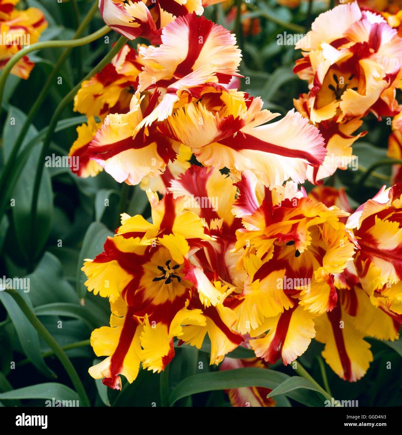 Tulipa - "Flaming Parrot' BUL035447 Foto de stock