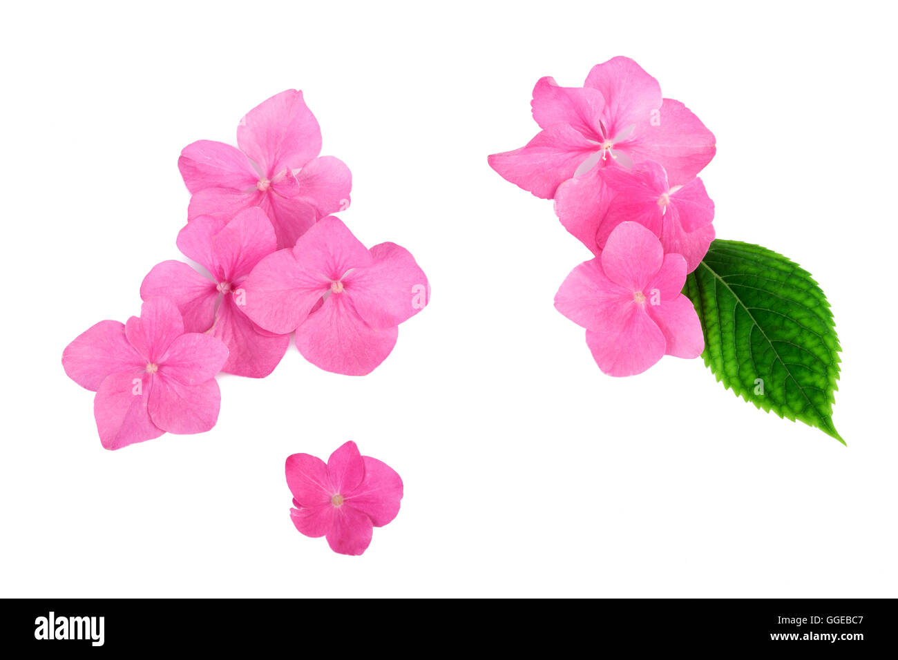 Flores de color rosa sobre fondo blanco equilibrio concepto SPA Foto de stock