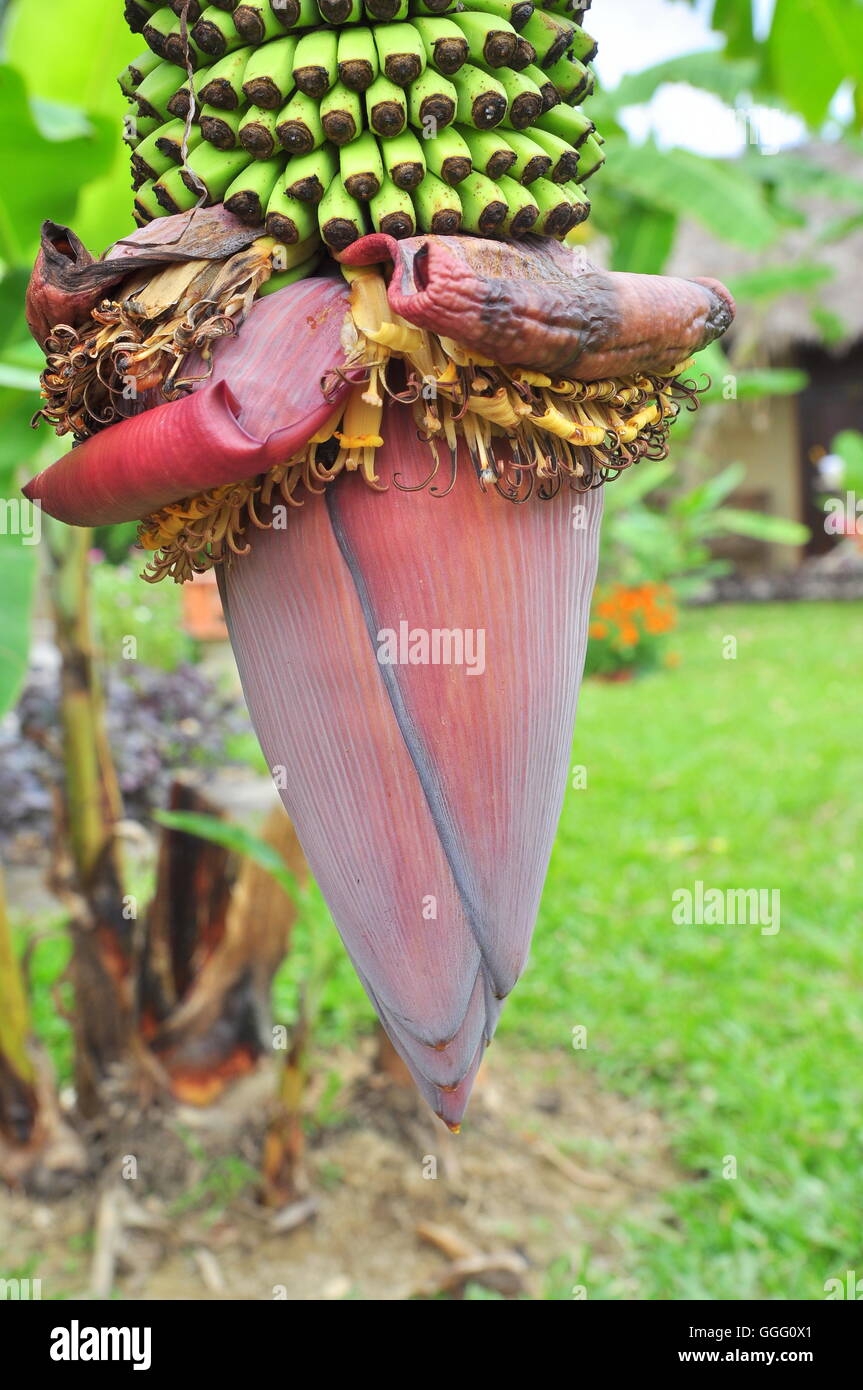 Flor de banano en coutryside en Vietnam Foto de stock