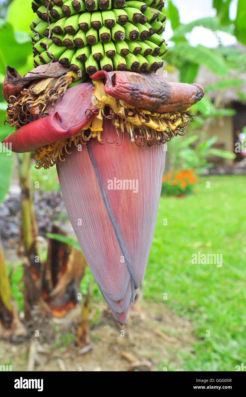 Flor de banano en coutryside en Vietnam Foto de stock