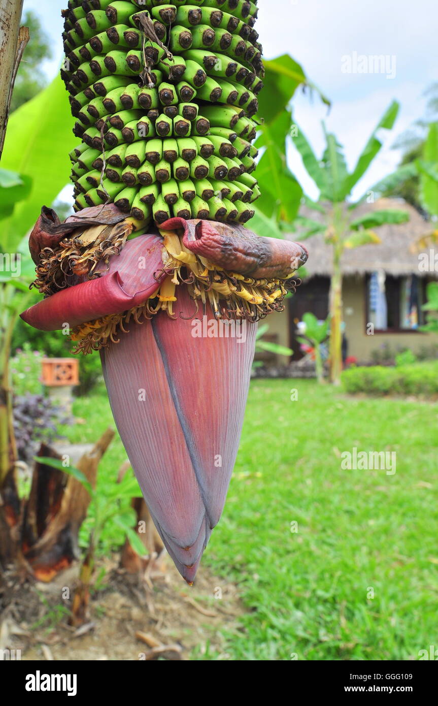 Flor de banano en coutryside en Vietnam Foto de stock