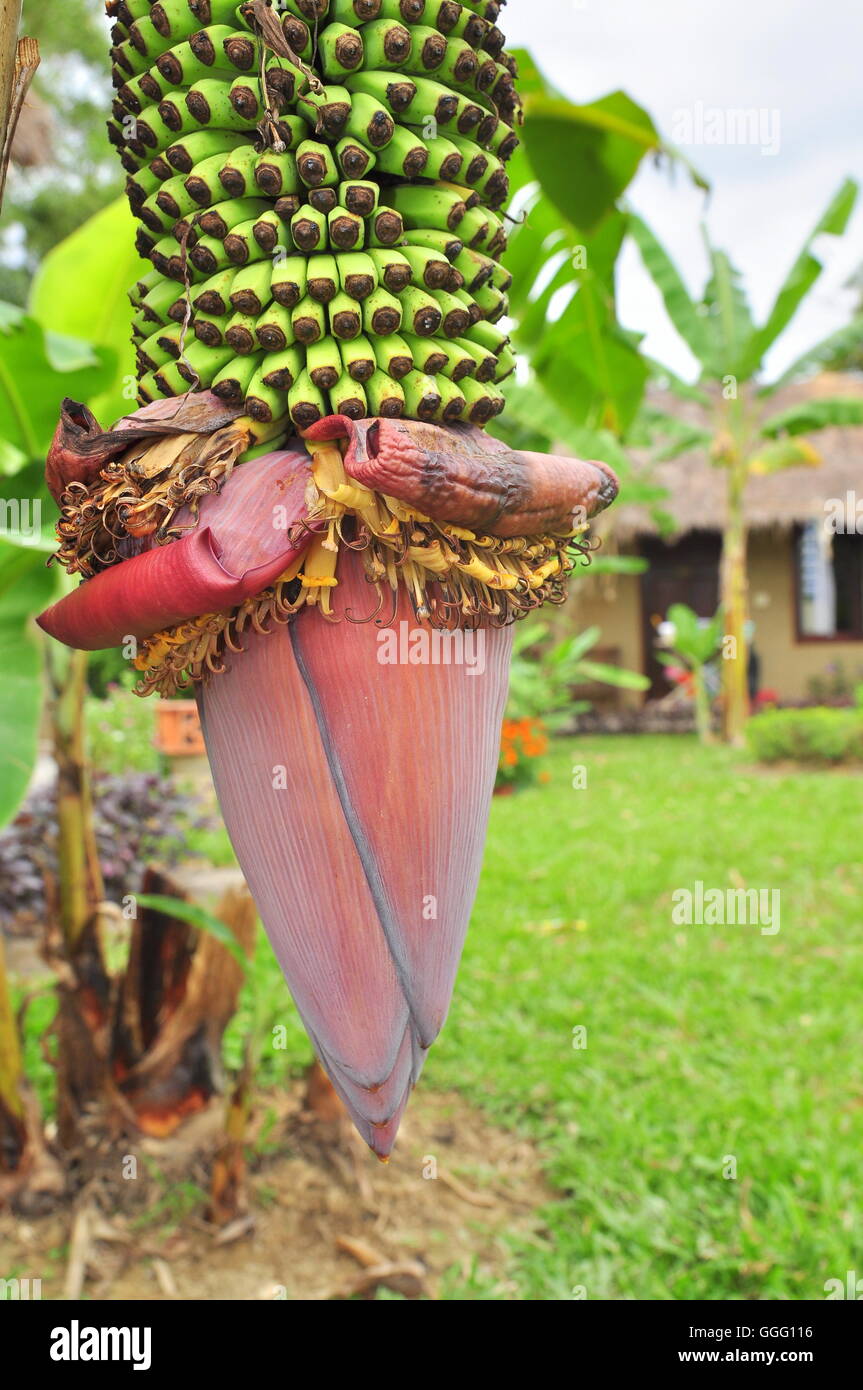 Flor de banano en coutryside en Vietnam Foto de stock