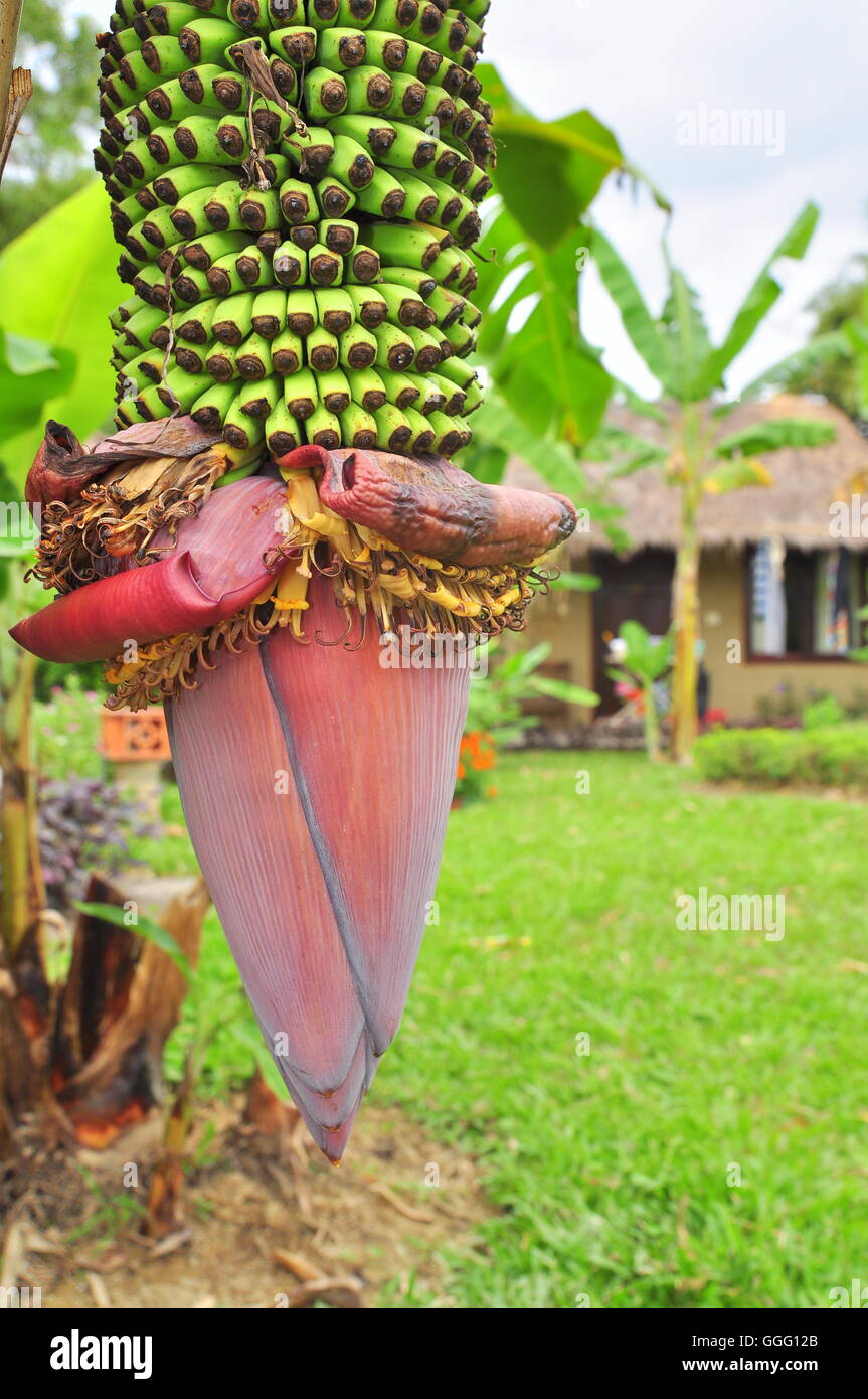 Flor de banano en coutryside en Vietnam Foto de stock