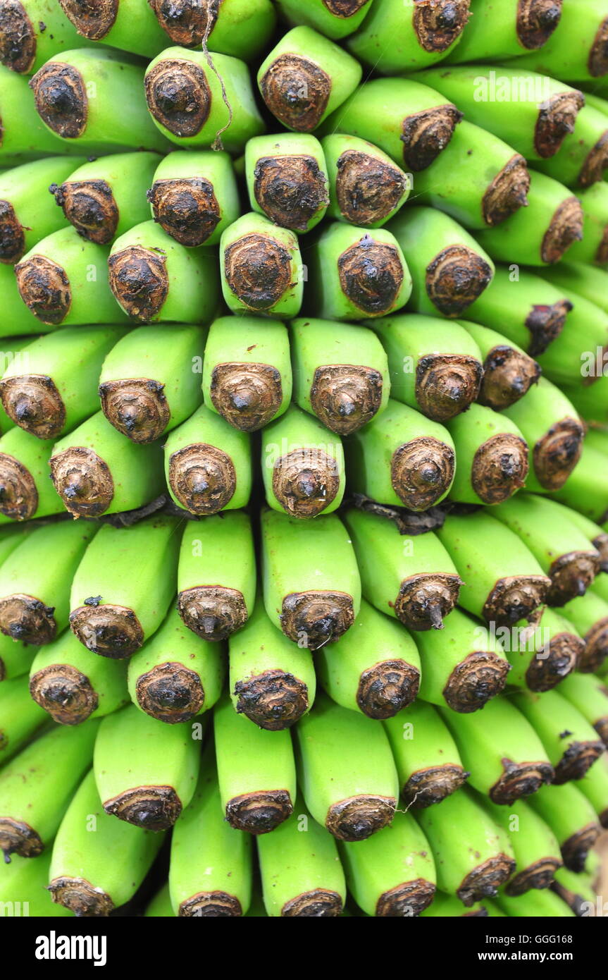 Textura de flor en un banano coutryside en Vietnam Foto de stock