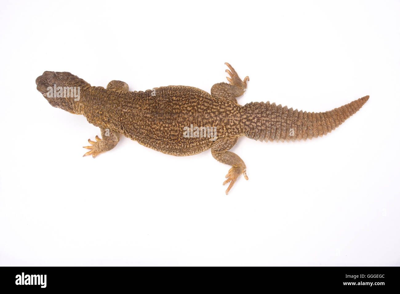 Indian lagarto de cola espinosa (Saara hardwickii) Foto de stock